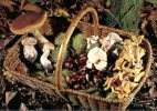 (459) Mushrooms - Champignon - Chestnut In Basket - Sonstige & Ohne Zuordnung