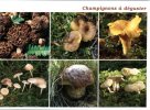 (459) Mushrooms - Champignon - - Andere & Zonder Classificatie