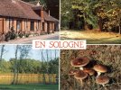 (459) Mushrooms - Champignon - En Sologne - Altri & Non Classificati