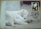 2001 YUGOSLAVIA MAXIMUM CARD MC BELGRADE ZOO POLAR WHITE BEAR - Ours