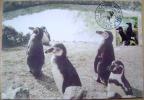 2001 YUGOSLAVIA MAXIMUM CARD MC BELGRADE ZOO PINGUIN PINGUINS - Penguins