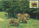 BISONS, 1973, CM. MAXI CARD, CARTES MAXIMUM, ROMANIA - Cows