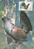 COCK, 1986, CM. MAXI CARD, CARTES MAXIMUM, ROMANIA - Cuckoos & Turacos