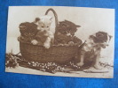 CPA ECRITE..TUCK´S SERIE  4584..24CHATONS DANS PANIER..RECTO VERSO..1918 - Ubbelohde, Otto