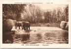 Paris - Exposition Coloniale Internationale 1931- Parc Zoologique - Eléphants - Elefantes
