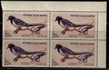 India 1968 MNH, Block Of 4, 20p Birds Series, Bird. Red Billed Magple., - Blokken & Velletjes