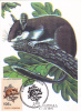 MOUSE, 1993, CM. MAXI CARD, CARTES MAXIMUM, ROMANIA - Rodents