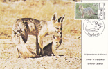 FOX, 1982, CM. MAXI CARD, CARTES MAXIMUM, ROMANIA - Rodents