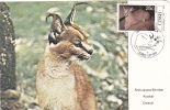 RODENT, 1982, CM. MAXI CARD, CARTES MAXIMUM, CISKEI - Rodents