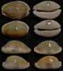 N°4576 // CYPRAEA EROSA CHLORIZANS  "N.CALEDONIE" // GEMS : 32/35,7mm  . - Coquillages