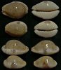 N°4585 // CYPRAEA EROSA MARGINATA  "N.CALEDONIE" // GEMS : 30,2/37,9mm  . - Coquillages