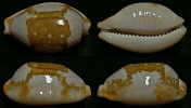 N°4594 // CYPRAEA STOLIDA CROSSEI  "N.CALEDONIE" // GEM : 29,7mm  . - Schelpen