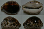 N°4637 // CYPRAEA TIGRIS NOIRE  "N.CALEDONIE" // GEM : GROSSE : 92,5mm  . - Coquillages