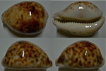 N°4638 // CYPRAEA TIGRIS ROUILLE  "N.CALEDONIE" // F++ : GROSSE : 90,8mm  . - Coquillages