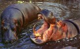 HIPPOPOTAMES...CPSM PETIT FORMAT. - Flusspferde