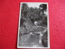 New Zealand , Ackland - Waitakere Ranges Rppc++++++++++++ - Nieuw-Zeeland