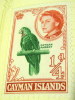 Cayman Islands 1962 Cayman Parrot 0.25d - Mint - Iles Caïmans