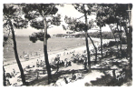 RONCE LES BAINS, 17: La Forêt Et La Plage  ;1961 ; Animée, TB - La Tremblade