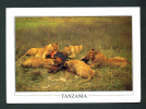 TANZANIA  -  Lions With A Kill/Unused Postcard As Scans - Leones