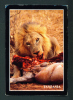 TANZANIA  -  Lion With A Kill/Unused Postcard As Scans - Leones