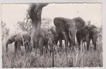 CPM FAUNE AFRICAINE, TROUPEAUX D ELEPHANTS - Elephants