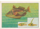 Delcampe - Le Baliste Et Son Dispositif à Friction  -  Biotechnique /  Poisson Fish  // IM 29/14 - Nestlé