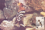 CLIMBING BIRD, 1994, CM. MAXI CARD, CARTES MAXIMUM, ROMANIA - Piciformes (pájaros Carpinteros)