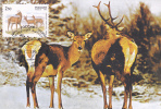 DEER, 1999, CM. MAXI CARD, CARTES MAXIMUM, RUSSIA - Animalez De Caza