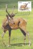 DEER, 1999, CM. MAXI CARD, CARTES MAXIMUM, CHINA - Wild