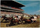 Amérique - Canada - Alberta - Calgary Exhibition Stampede - Calgary