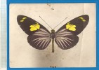 Papillon HELICONIUS DORIS L. Forme Delila Hbn GUYANE - Dos Publicité Laboratoire Ronchèse Nice (voir Détails 2scan) D63 - Butterflies