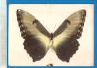 Papillon MORPHO HECUBA Amérique Tropicale - Dos Publicité Laboratoires Ronchèse Nice (voir Détails 2scan) D64 - Butterflies