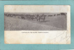 CATTLE ON THE RANGE  - NORTH DAKOTA  -  1907  -   CARTE PRECURSEUR ANIMEE - - Other & Unclassified