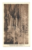 Cp, 48, L'Aven-Armand, Dans La Forêt Vierge, Ensemble De La Partie Inférieure - Other & Unclassified