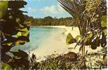 CPM - VIRGIN ISLANDS - ST JOHN - SEA GRAPES AND PALMS AT CANEEL BAY - Edition Plastichrome - Amerikaanse Maagdeneilanden