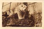 Au Jardin Zoologique - Québec- Charlesbourg - Ours (41072) - Bears