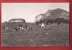 Q0020 Troupeau De Vaches Fribourgeoises Au Chalet Du Gros Plané Et Le Moléson,Gruyère,Cachet 1950.Glasson 11508 - Fribourg