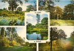 Carte Postale Forêt De Senart Dans L’Essonne 1977 - Sénart