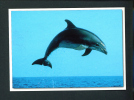 UK  -  Bottlenosed Dolphin/Unused Postcard As Scans - Dolphins