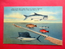 Some Of The Fish Caught  Along The Overseas Highway > - Florida > Key West & The Keys  Linen 1955 Cance--- - --- Ref 563 - Key West & The Keys