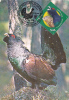 COCK, 2012, CM.MAXI CARD CARTES MAXIMUM, ROMANIA - Cuculi, Turaco