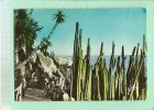 Principauté De MONACO Le Rocher Vu Du Jardin Exotique - Palmiers Cactus Cactée (voir Détails Scan) MEE323 - Giardino Esotico