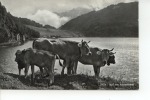 Idyll Am Klöntalersee, Vaches, Kühe - Other & Unclassified
