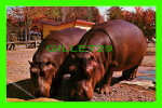 LES HIPPOPOTAMES À L´HEURE DU REPAS - JARDIN ZOOLOGIQUE DE GRANBY, QUÉBEC - ÉCRITE EN 1970 - UNIC - - Hippopotamuses