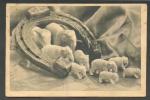 PORCELAIN  ELEPHANTS  AND HORSESHOE   , OLD  POSTCARD - Elefantes