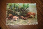 Carte Postale LION ET LIONNE D AFRIQUE - Leoni