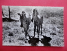 Real Photo--   Topics > Animals > Zebras  -   ----  ---   --- Ref  569 - Zebre