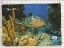 PO4336B# BAHAMAS - HEY MON - PESCI TROPICALI  VG 1994 - Bahama's