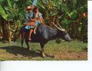 (369) Philippines - Carabao (cow Transport) - Philippines