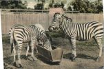 (150) Zèbre Au Zoo De Melbourne, Victoria, Australia / Zebra In Melbourne Zoo - Zèbres